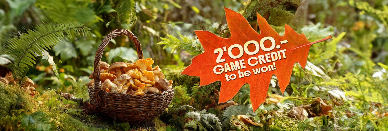 October competition Basket of mushrooms Concorso a premi ottobre Cesto con funghi